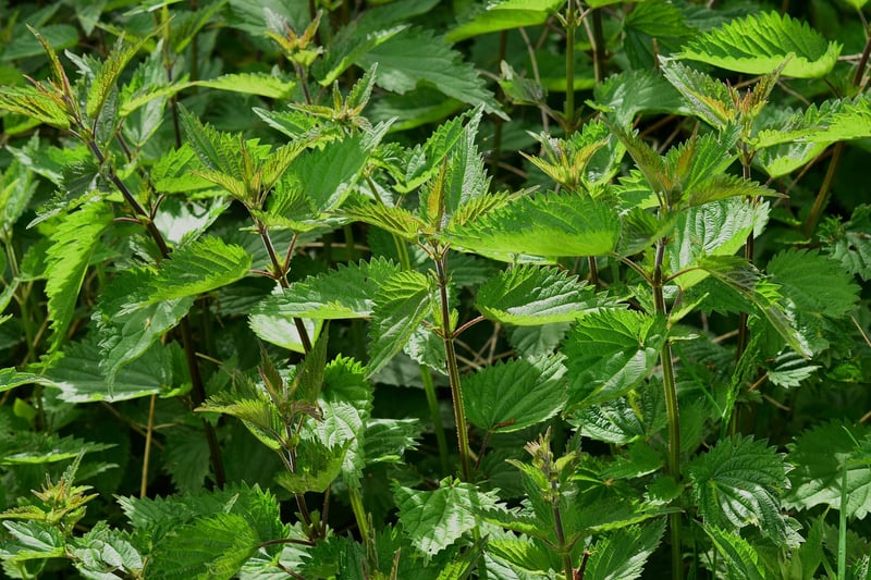 Traditional Herb Garden
